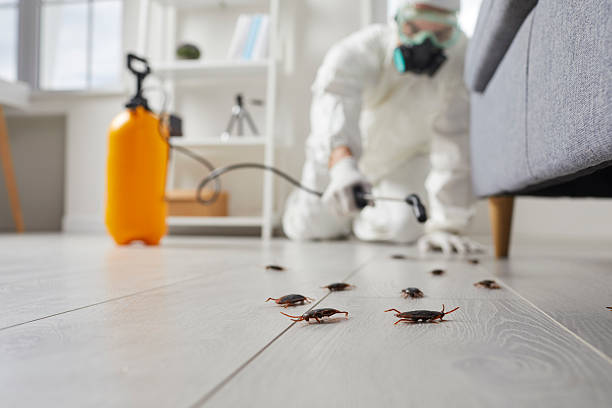 Post-Treatment Bed Bug Interceptor Monitoring in Moss Bluff